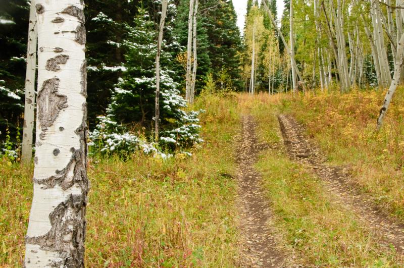 Colorado Fall Colors-2 - Early Snow ©2009 Dan Stevenson
